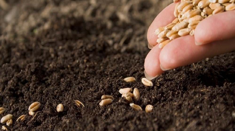 Weak Regulatory Enforcement Hampering Entry of Foreign Firms in Seed Sector: Report