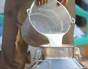 rawalpindi milk yogurt