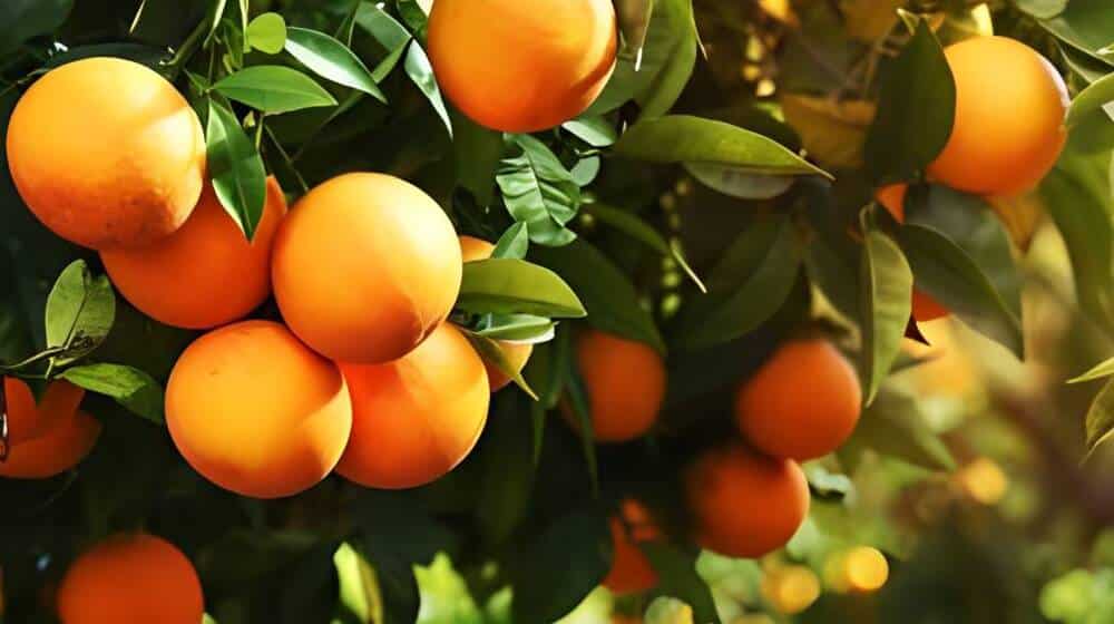 A Citrus Killer is on the Loose and Nobody has an Answer 