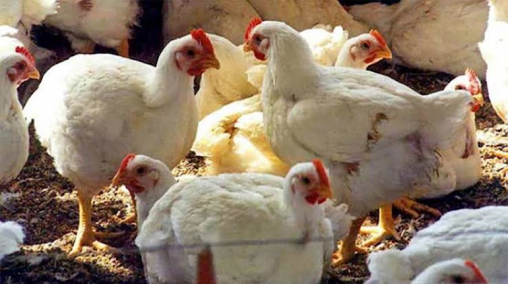 Chicken Prices See a Sudden Massive Drop Across the Country