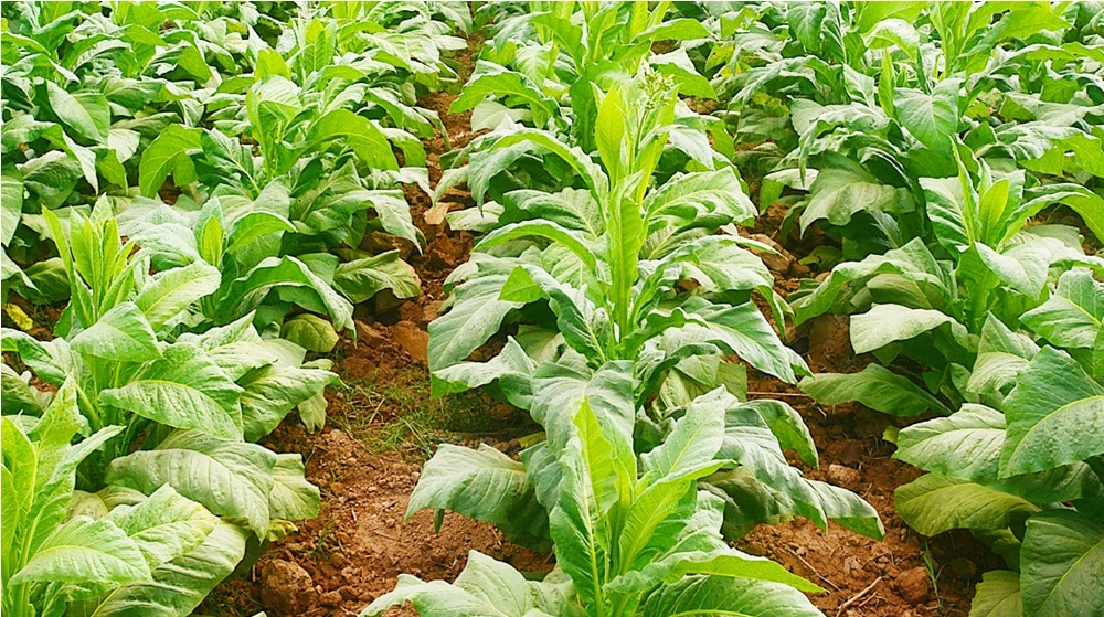 ECC Likely to Approve Increase in Minimum Indicative Prices for Tobacco Crop 2024