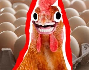 chicken eggs