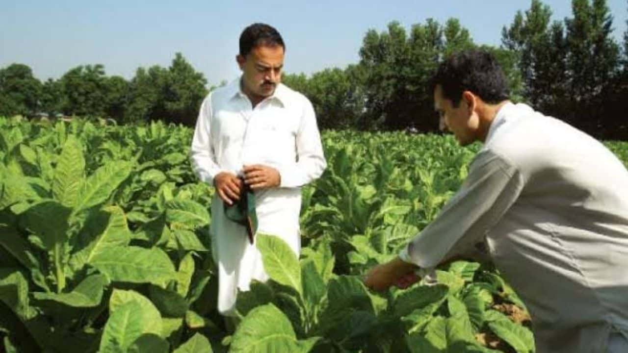 Pakistan: COP 10 – Tobacco Growers Share Concerns Over WHO Decisions