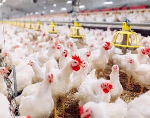 Chicken Prices Expected to Decrease After Latest Move