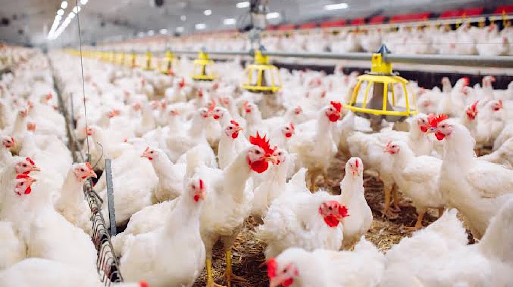 Chicken Prices Expected to Decrease After Latest Move