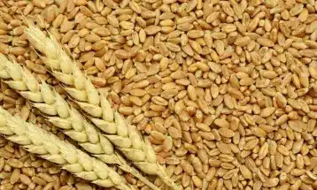 Finance Ministry Raises Concern Over PASSCO’s Wheat Funding Request