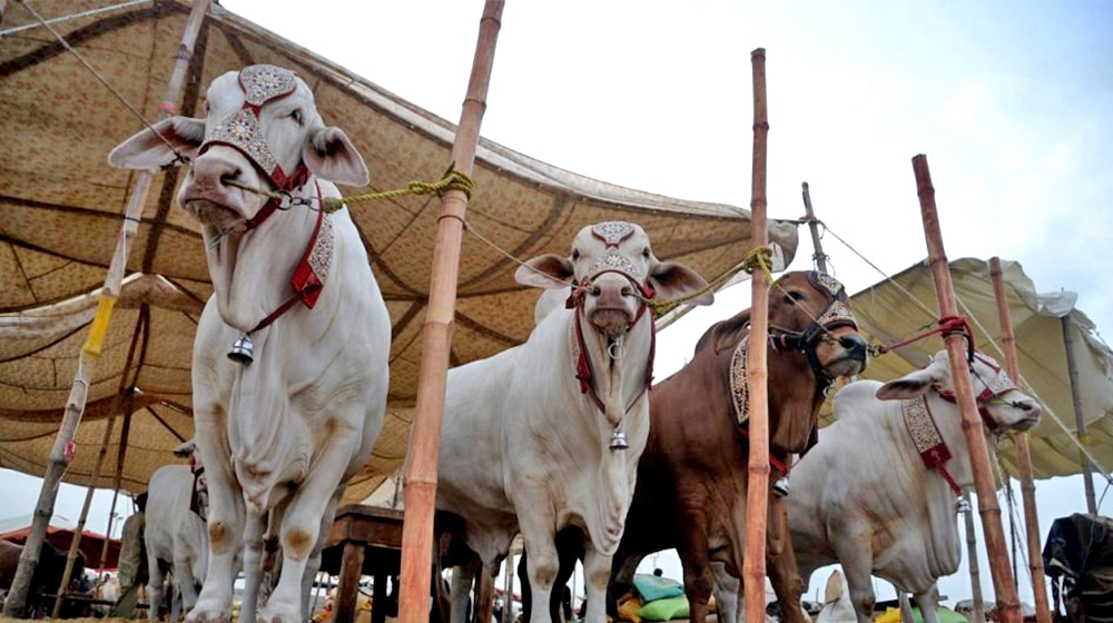 Asia’s Largest Cattle Mandi 2024 Set to Elevate the Experience of Eid-ul-Adha for Karachiites