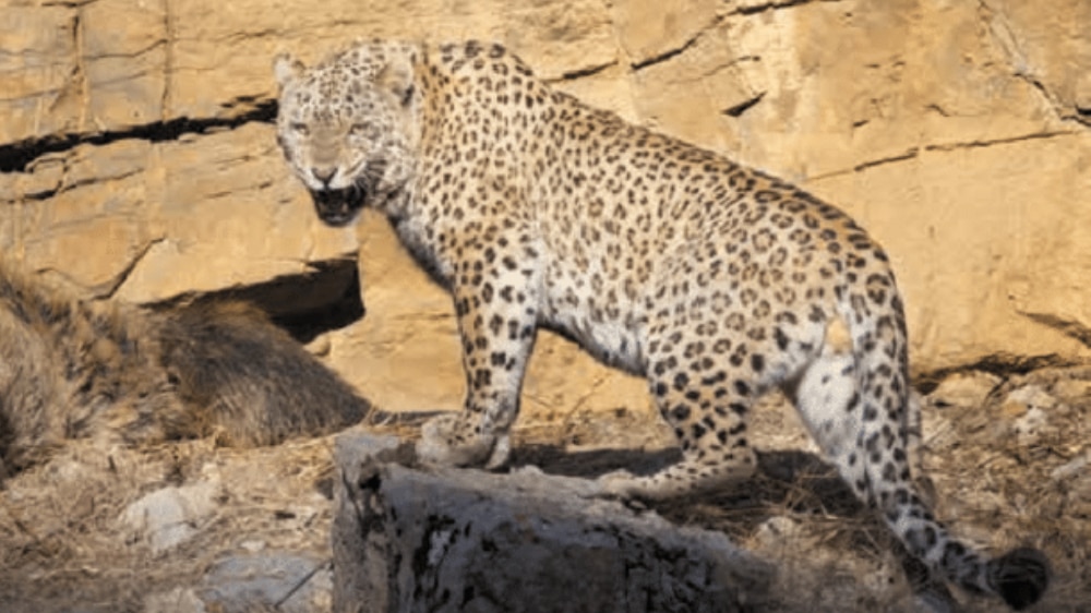 Rare Persian Leopard Spotted in Balochistan