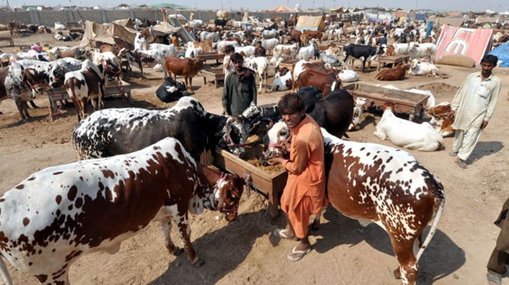 Date Confirmed for Start of Sacrificial Animal Market in Karachi