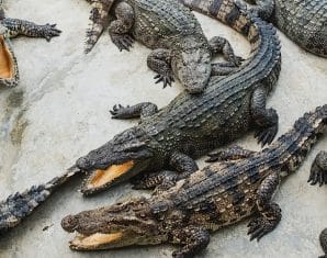 Crocodiles Escape Safari Park in Sindh [Video]