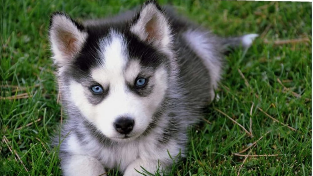 Courier Steals Rare Husky Pup Worth Half a Million