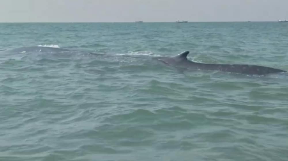 Most Rare Whale Seen for the First Time in Pakistan [Video]
