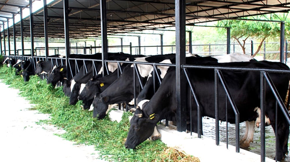 Dairy Association Urges Govt to Exempt Dairy Exports from Taxation