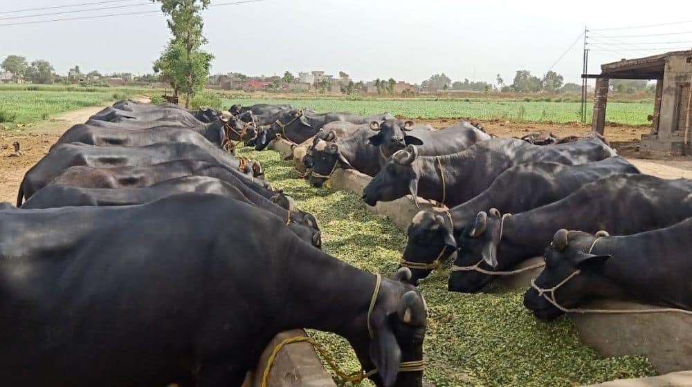 JazzCash and Sindh Government Partner for the Protection of Indigenous Buffalo Calves