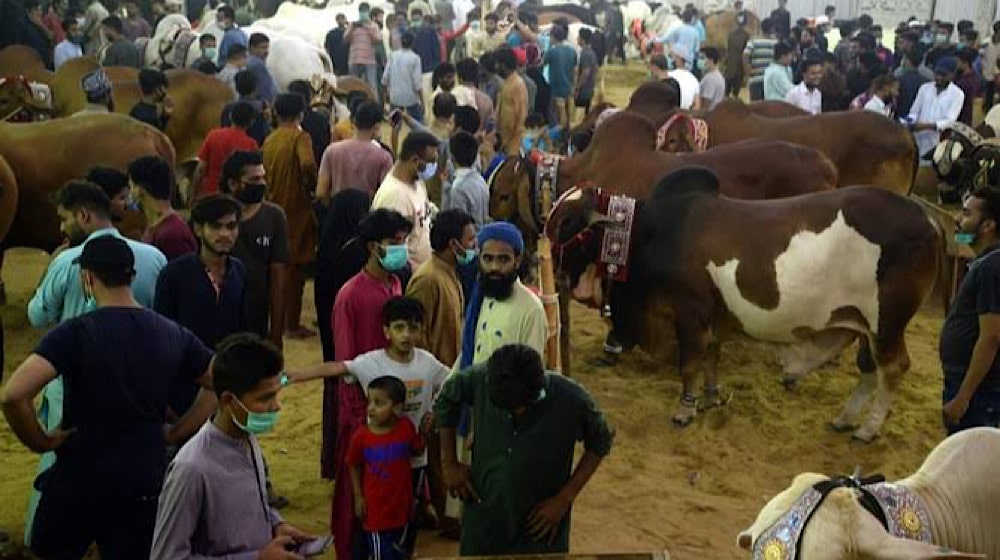 How Much Will Sacrificial Animals Cost This Eid ul Azha?