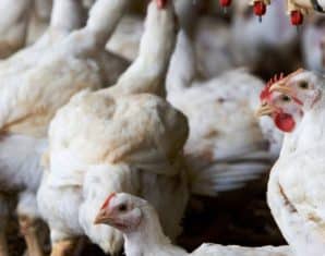 chicken prices punjab