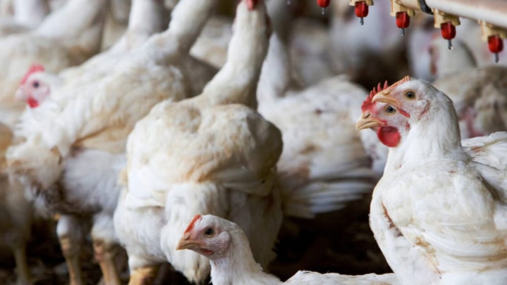400kg Dead Chicken Meat Seized in Sargodha