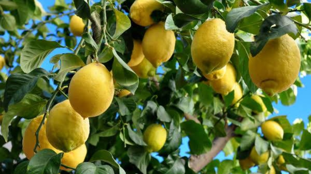 Lemon Prices Hit Record High Amid Severe Heatwave