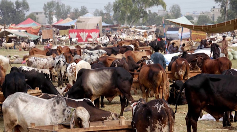 Eid-ul-Adha: Pakistanis Sacrificed Animals Worth Over Rs. 500 Billion