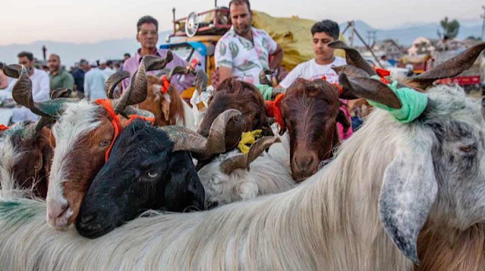 Over 6 Million Hides Worth Rs 6 Billion Collected During Eid-ul-Adha