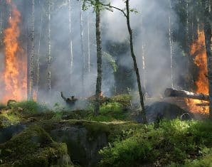 forest fire KP