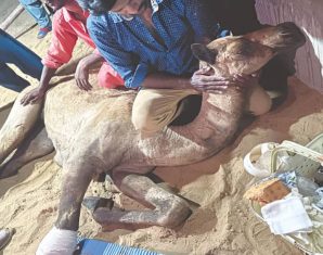 sanghar camel