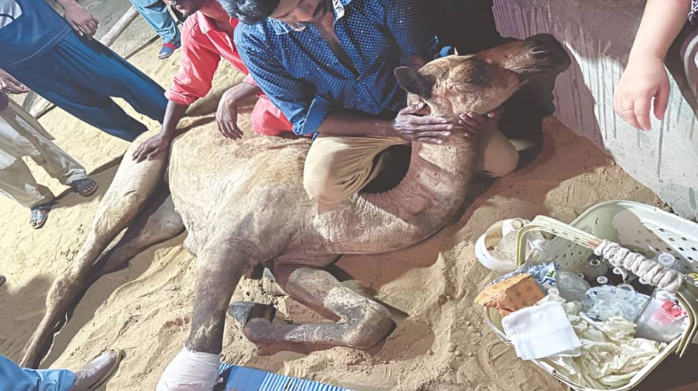 sanghar camel