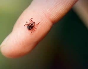 karachi congo virus
