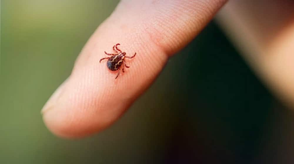 karachi congo virus
