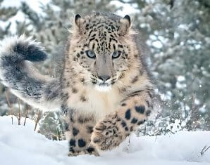 snow leopards