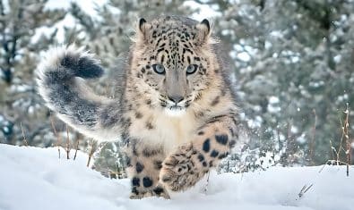 snow leopard climate change pakistan