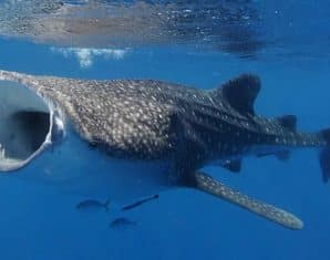 whale shark karachi