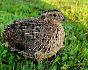 KP Quail