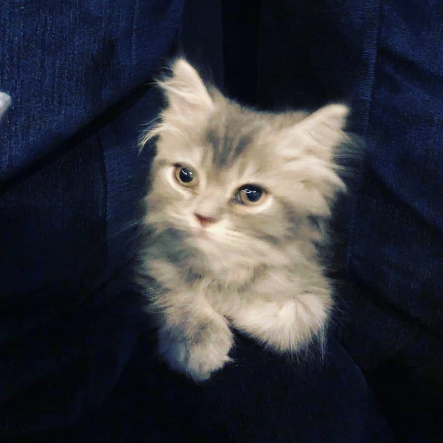 Wasim Akram cat called Thomas Shelby