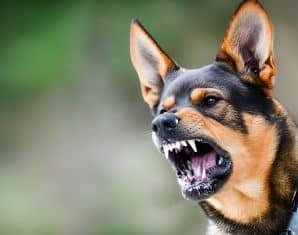 karachi dog bites