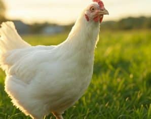 chicken