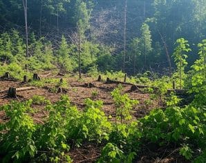 pakistan forests