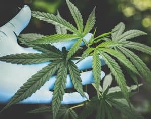 kp cannibis