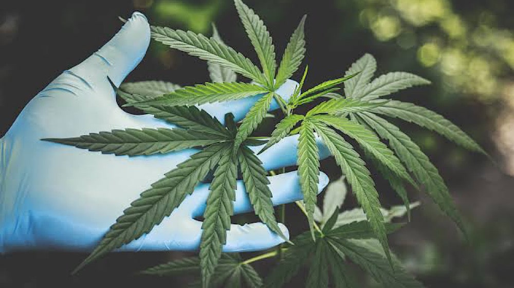 kp cannibis