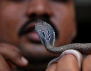 Man Lets Snakes Bite Him Over 200 Times for Science