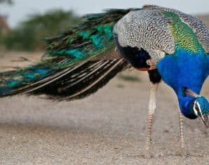 peacock tharparkar