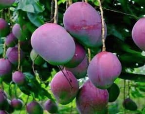 rare purple mangos now in pakistan