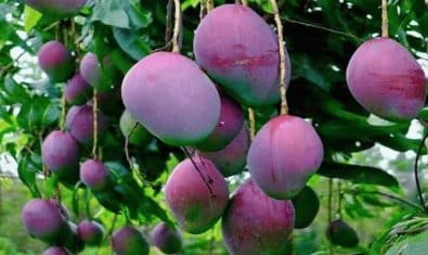 rare purple mangos now in pakistan