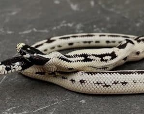 two-headed snake