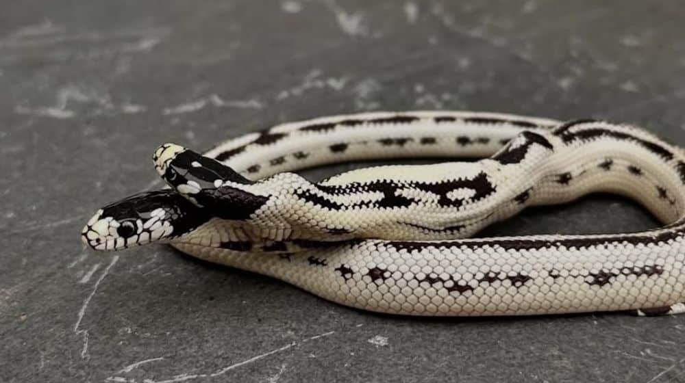 two-headed snake