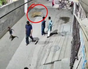 lion attack lahore