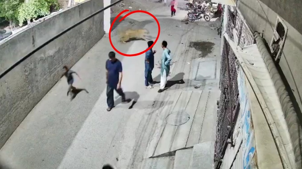 lion attack lahore