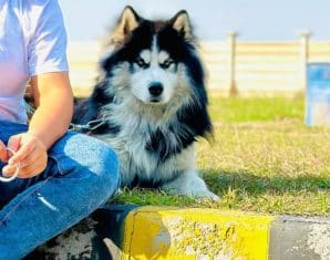 Nida Dar Siberian Husky pet dog