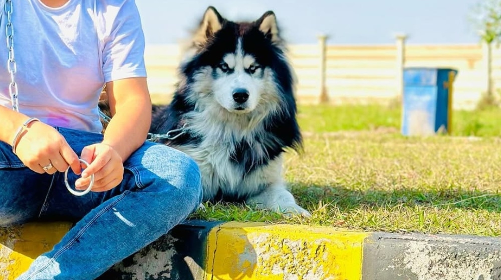 Nida Dar Siberian Husky pet dog