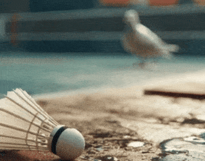 india open bird poop